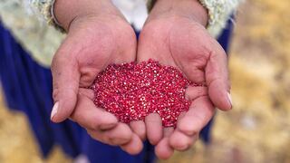 Perú se mantiene como primer productor y exportador de quinua en el mundo