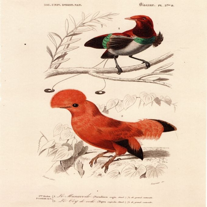 Arte y naturaleza: tendencias en la plástica peruana