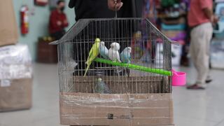Cercado de Lima: rescatan a seis pericos y a un perro en una operación contra el tráfico de animales en el Mercado Central | FOTOS 