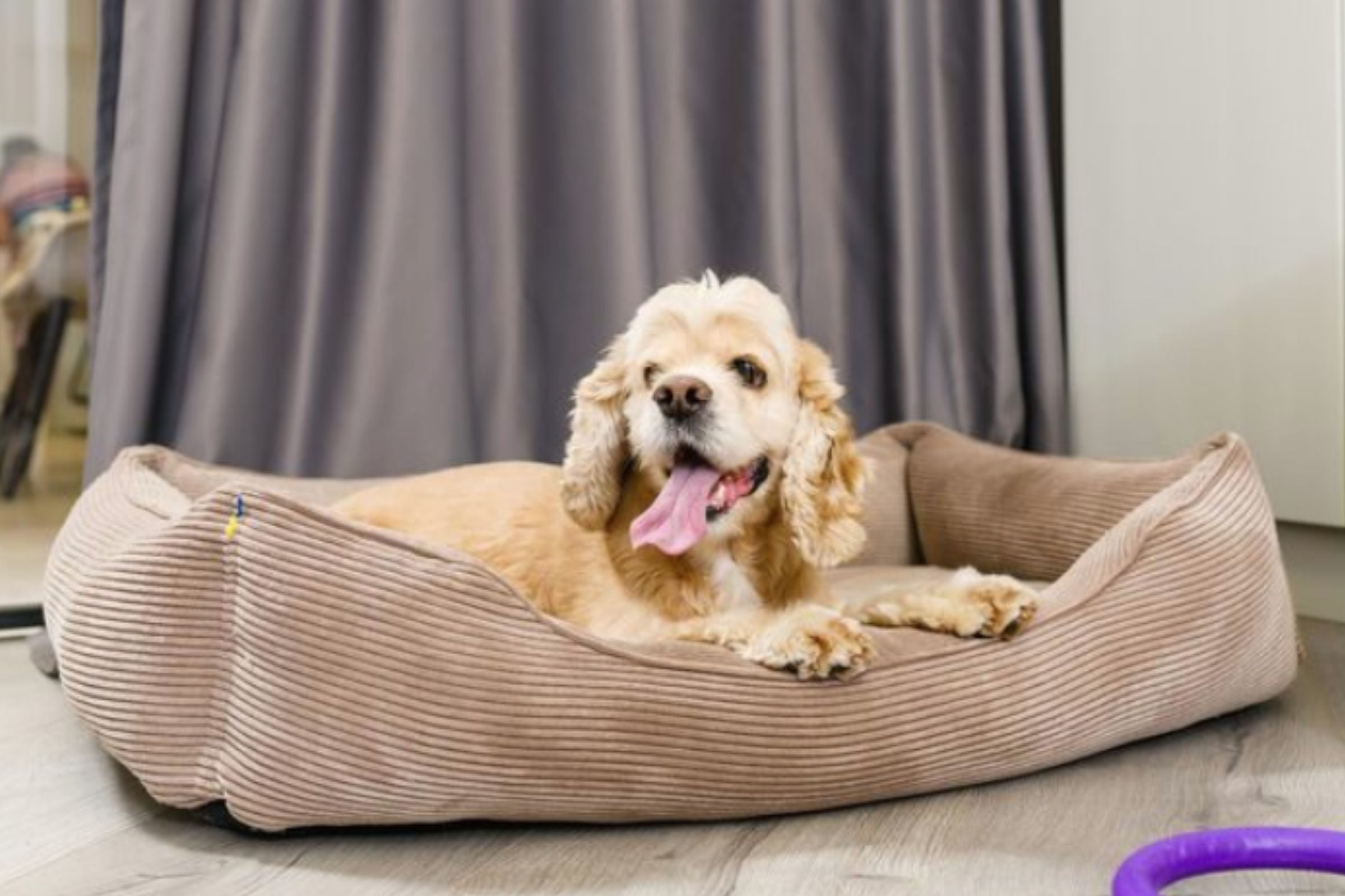 En pocas palabras, tu perro necesita su propia cama, la cual debe ser cómoda. (Crédito: Freepik)