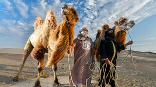 Los reyes del desierto: ¿cómo un grupo de camellos y dromedarios llegaron a la costa peruana?