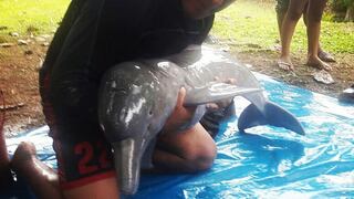 Loreto: así fue el rescate de un delfín rosado atrapado en una poza | FOTOS y VIDEO