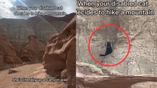 Buscan a su gata discapacitada y descubren que subió a una montaña