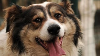 WUF: perro pianista deslumbra a todos en redes sociales