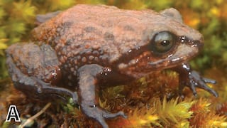 Identifican una nueva especie de rana en los Andes peruanos