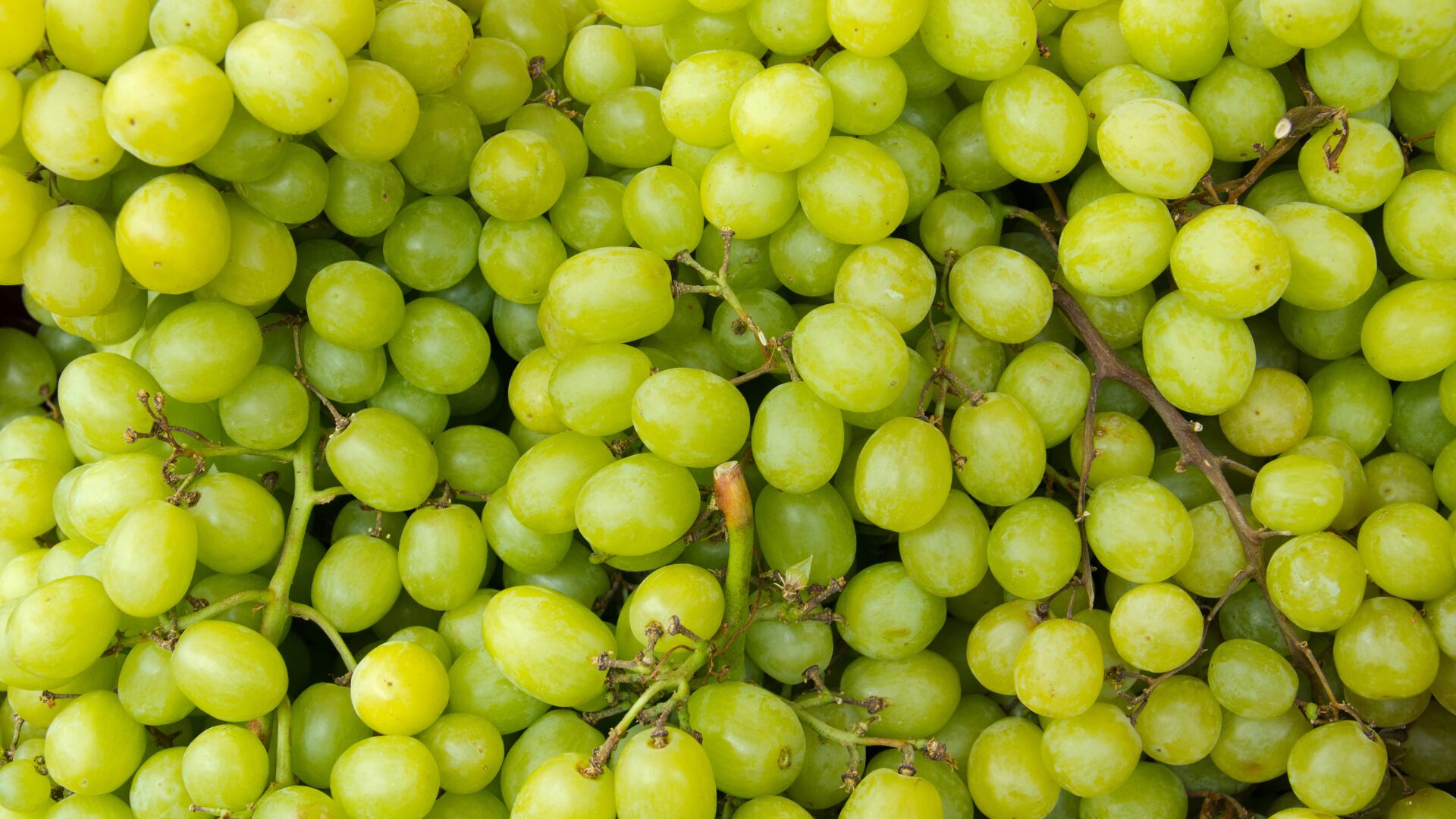 Su textura jugosa y la combinación perfecta de dulzura y acidez hacen que sean una fruta sumamente atractiva para muchos paladares.