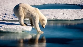 Investigadores diseñan una membrana inspirada en el oso polar