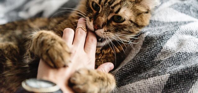 Los gatos reconocen el olor de su dueño