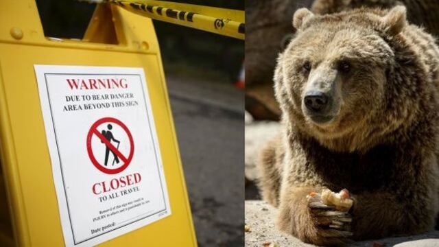 Sacrifican a osa grizzly que mató a un turista en Yellowstone