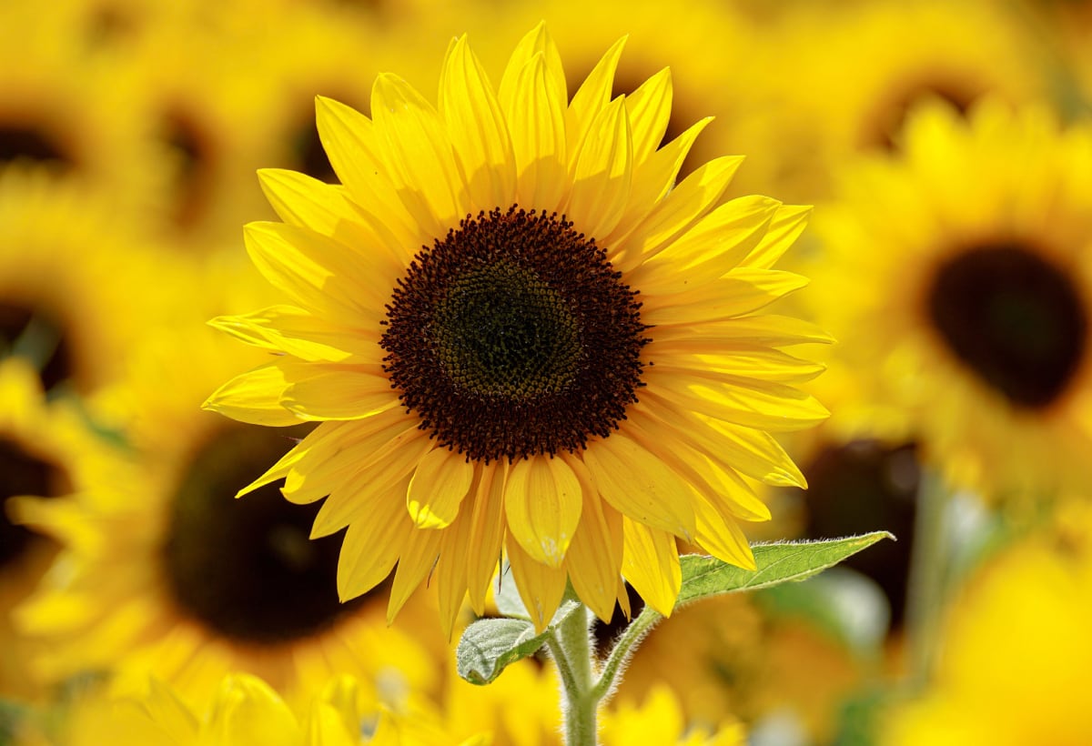 Las flores amarillas son un elemento muy relacionado con la primavera (Foto: Pexels)