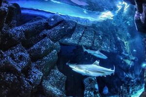 El tiburón, depredador del océano, puede perder sus dientes debido al calentamiento global