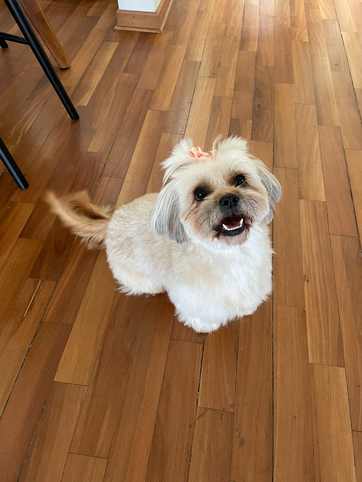 Nala fue rescatada cuando tenía aproximadamente 1 año. Hoy tiene 4 años y es la engreída del administrador e instructor de yoga, Marco Guevara.