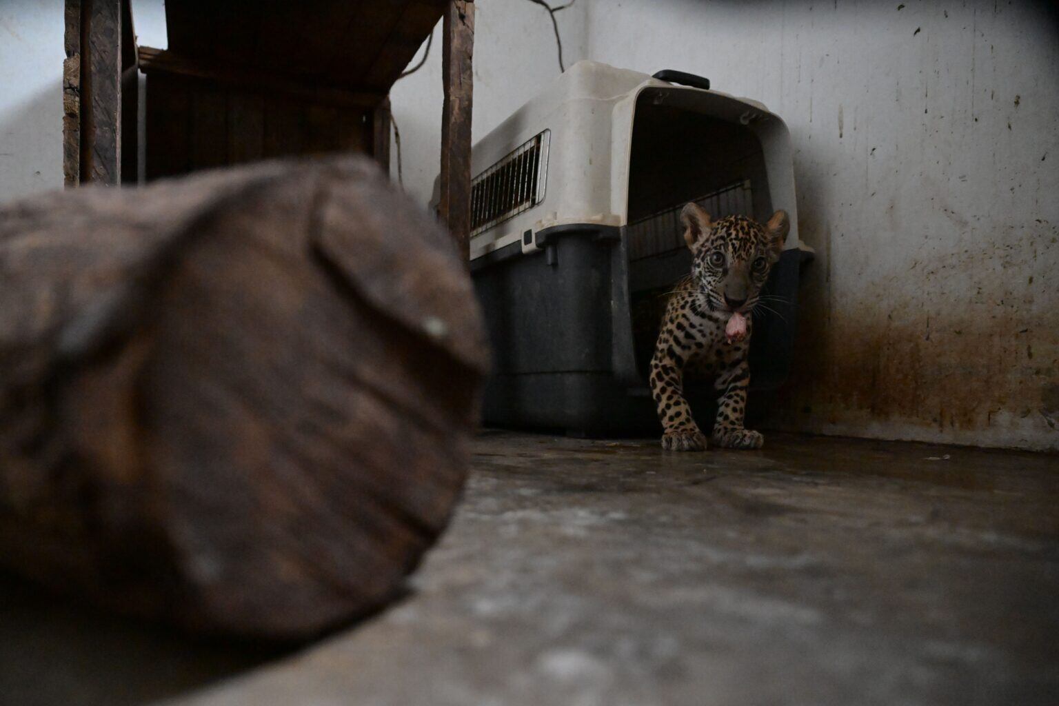 La cachorra Luna tiene 10 kilos. Es más grande que el macho, como es usual en su especie a esta edad. Foto: Gobierno Regional de Ucayali