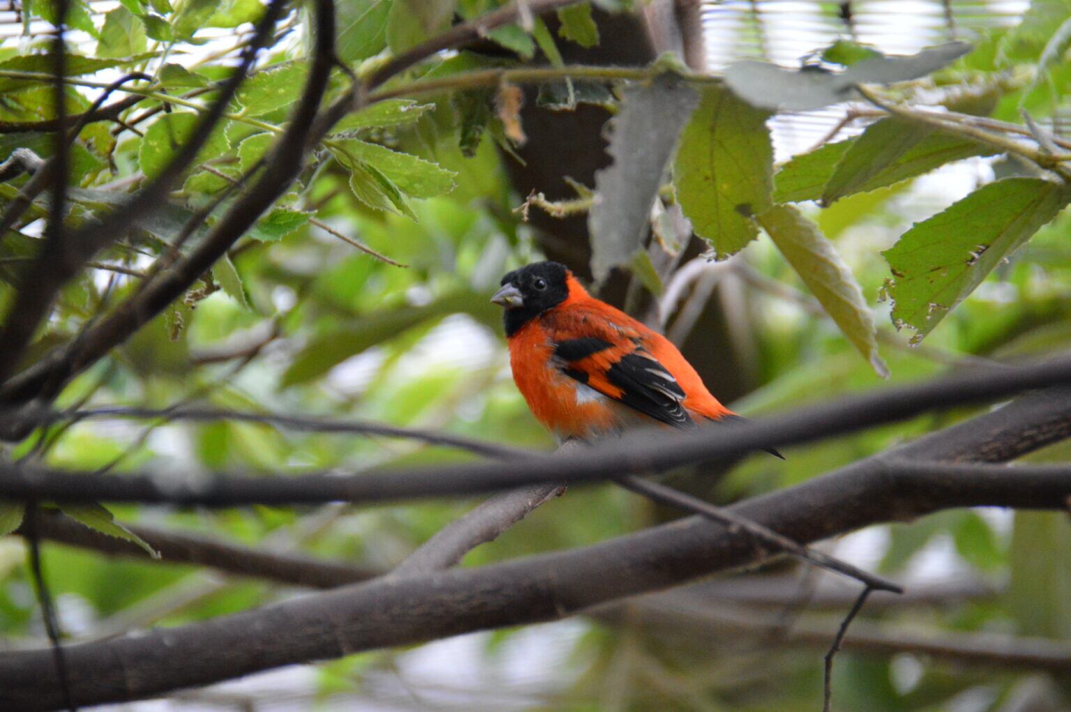 Cardenalito (Spinus cucullatus) macho en un aviario del Centro de Conservación del Cardenalito en Venezuela (CCCV). Foto: Samuel Beomon
