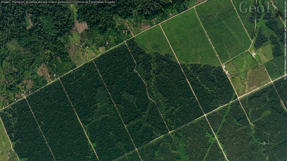 Palma de aceite en Ecuador en el 2019. Imagen satelital de plantaciones de palma africana para analizar cambios de cobertura vegetal en San Lorenzo. Foto: Rodrigo Sierra.