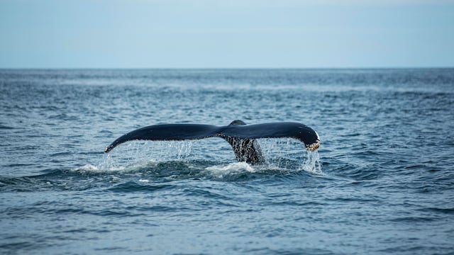 Avistamiento de ballenas en el norte peruano: dónde quedarse y todo lo que se debe saber
