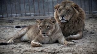 El zoológico de Montevideo se queda sin leones