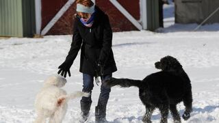 Dos perros salvan a anciana de morir congelada en EE.UU.