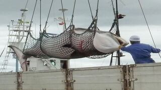 En Japón el 60 % quiere que se siga pescando ballenas