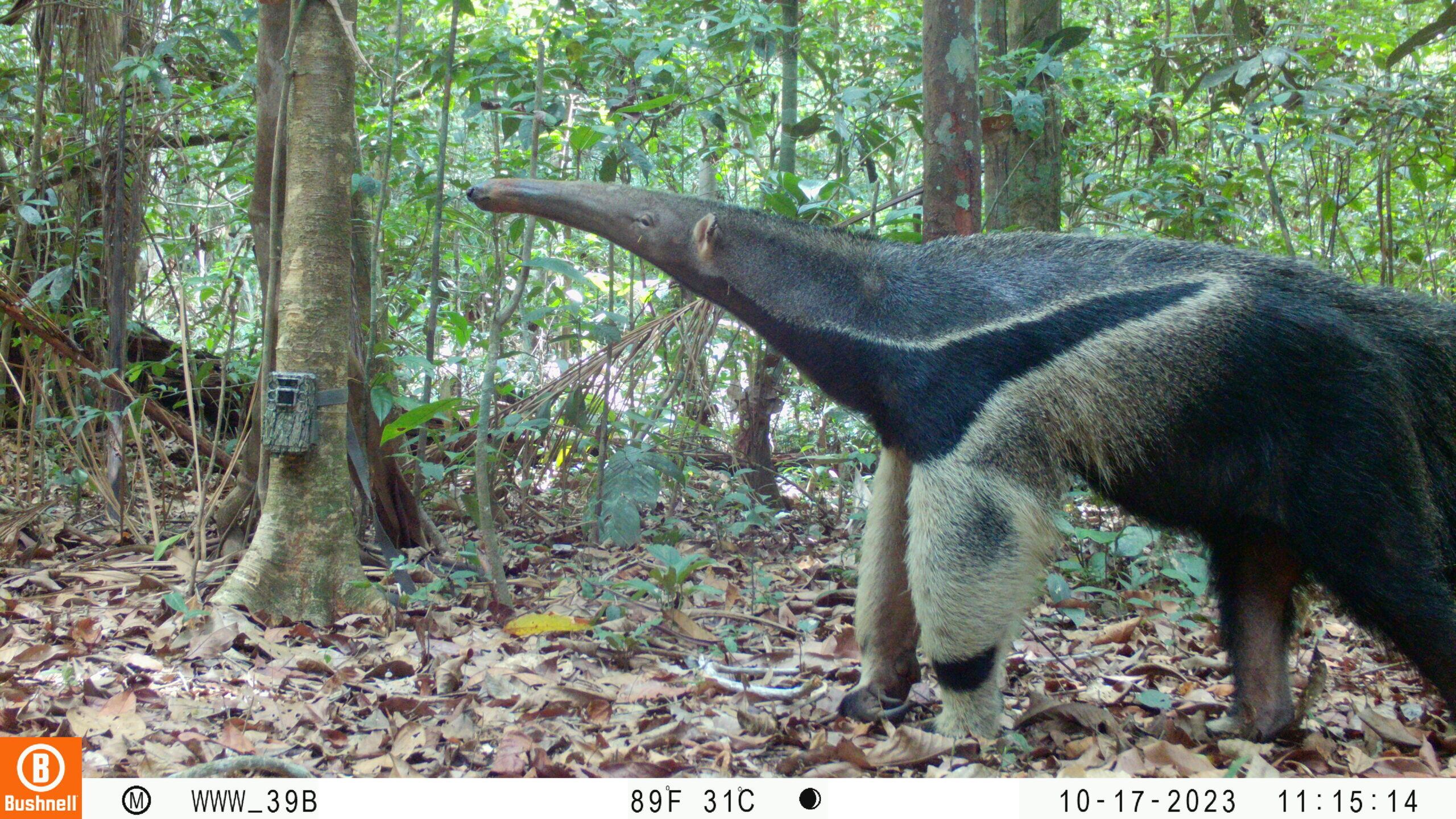 un oso hormiguero, captado por una cámara trampa en un bosques de castaña, en la región de Madre de Dios, Amazonía de Perú. Foto: cortesía WWF