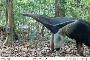 Con cámaras trampa, los castañeros de Perú trabajan en la conservación y monitoreo de especies en la Amazonía
