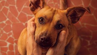 “Caramelo”: la historia que no sabías del perro vira-lata que es símbolo de Brasil