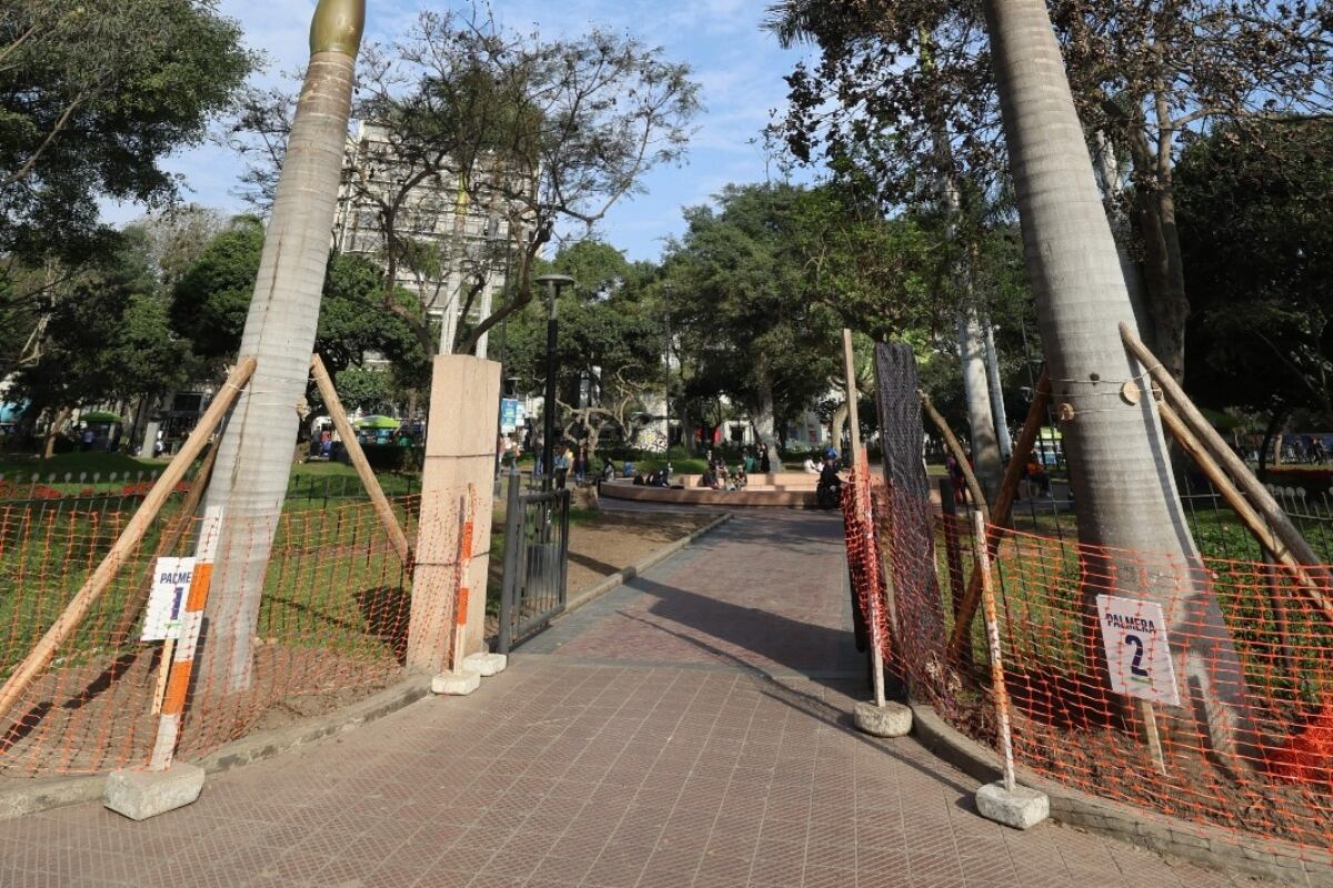Municipalidad de Miraflores garantiza conservación de palmeras durante obras de la pileta del óvalo central. (Foto: Difusión)