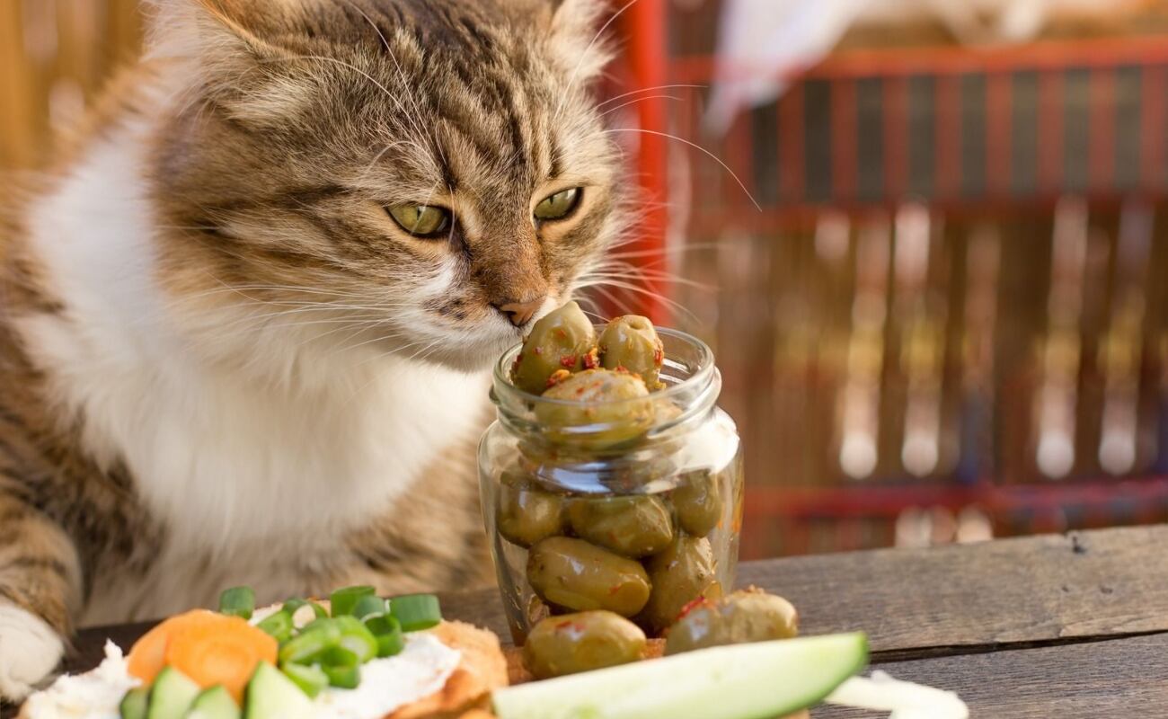 Esta es la razón por la que las aceitunas hacen felices a los gatos | En la siguiente nota te contaremos cuál es la razón por la que las aceitunas hacen felices a los gatos y te brindaremos otros datos relacionados al tema. (Archivo)