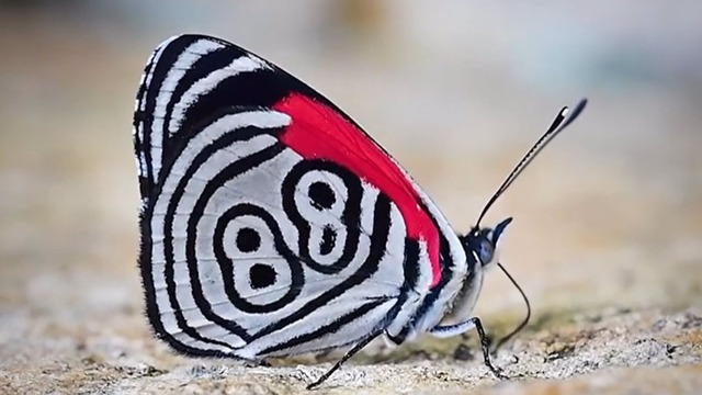 La mariposa que muchos le atribuyen el poder de ‘revelar’ números de la lotería