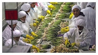 Agricultura: ¿Se redujo la informalidad del sector en la última década?