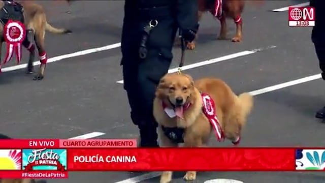 Parada Militar: perritos de la Policía Canina se roban la atención durante desfile | VIDEO
