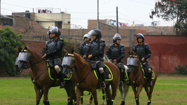 PNP: nueva mafia se apropiaba de la comida de los caballos para venderla en tienda