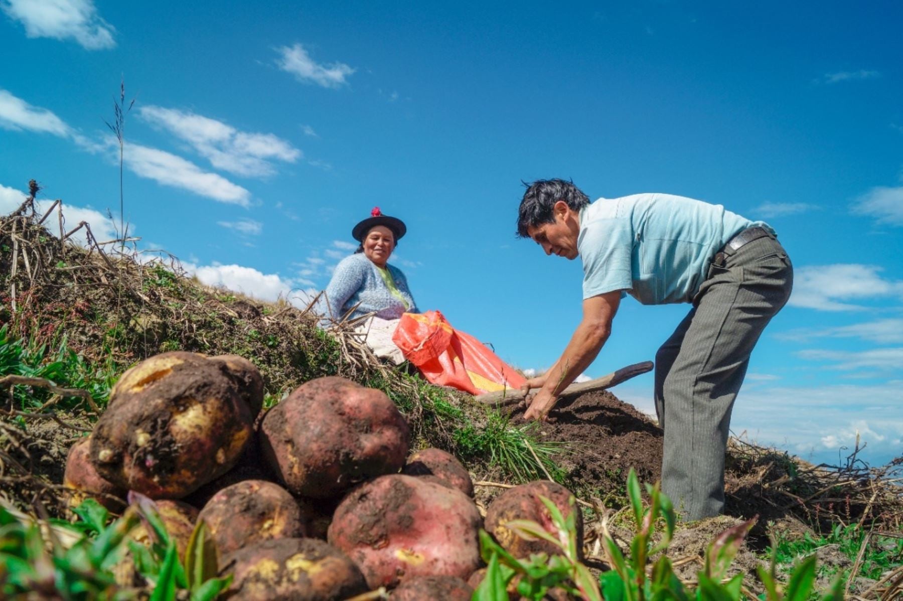La producción agrícola orientada al mercado interno se expandió 15,5%. FOTO: Andina.