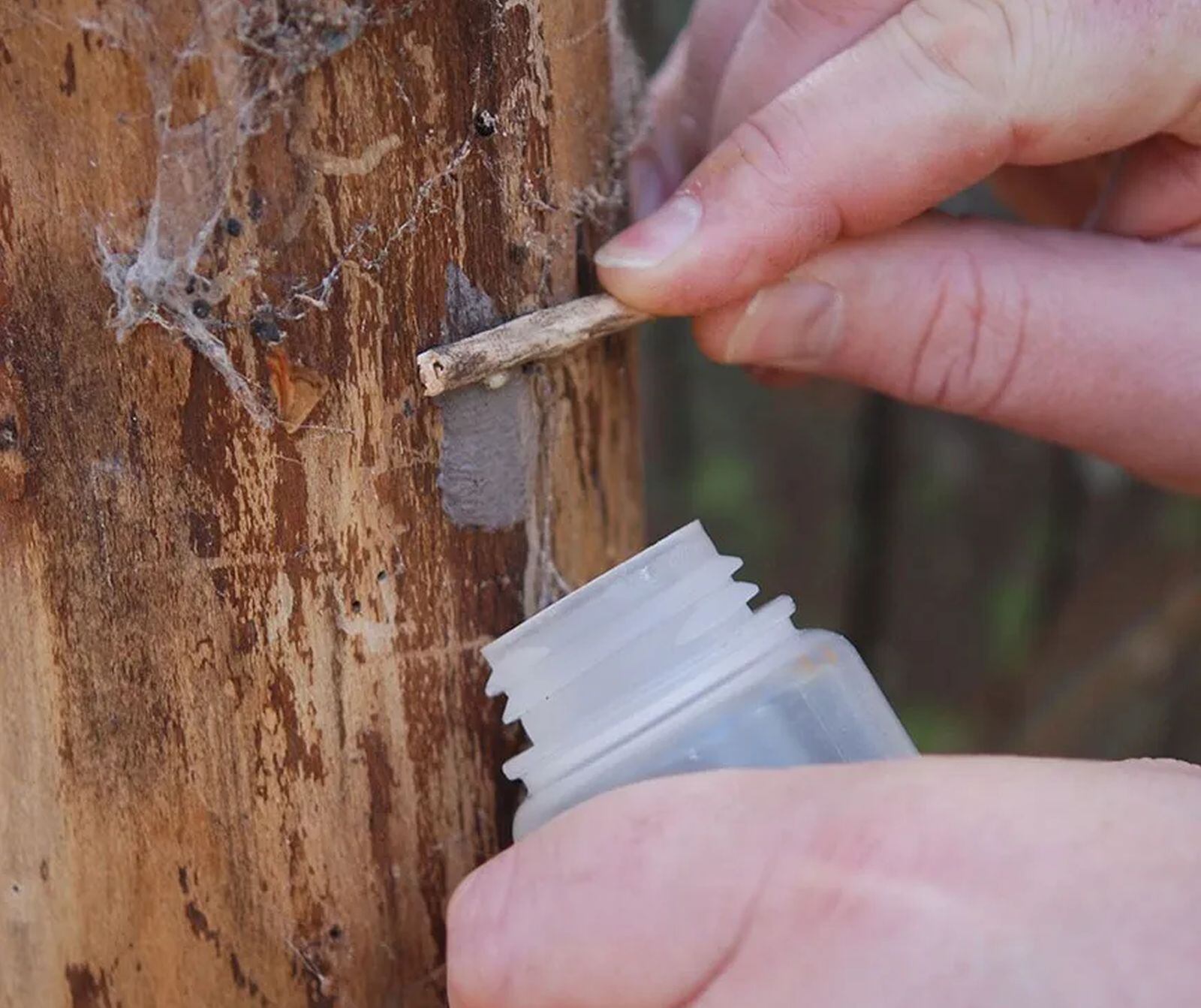 Mosca linterna moteada es una plaga que afecta varios estados del este de Estados Unidos (Foto: Departamento de Agricultura de Pennsylvania)