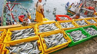 Produce: Desembarque de recursos pesqueros superó los 1,03 millones de toneladas en junio de 2022