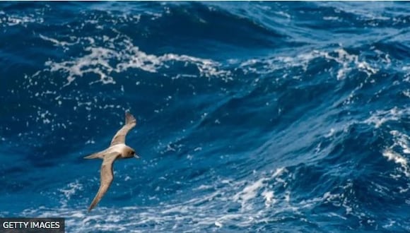 El 8 de junio se celebra el Día Mundial de los Océanos. (Getty Images).