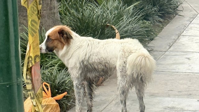 La muerte de Erasmo: el caso del perro atropellado en Barranco que derivó en denuncias por abandono animal y una disputa en redes sociales