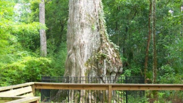 Piden clonar árbol de 2.000 años de parque forestal de EE.UU.