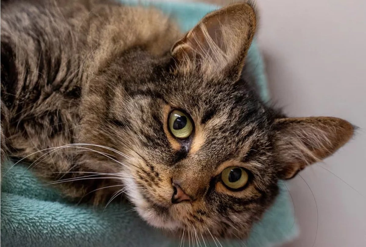 El Día de Gato se celebra el 20 de febrero. (Dakin Humane Society)