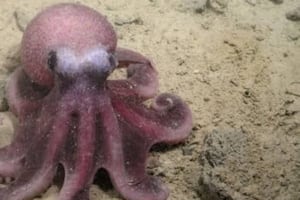 Confirmado: nueva especie de pulpo en aguas profundas chilenas