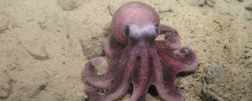 avistamiento in situ de la especie G. sellanesi durante la expedición del margen continental de Chile, a bordo de la embarcación Falkor (too). Foto: cortesía Javier Sellanes