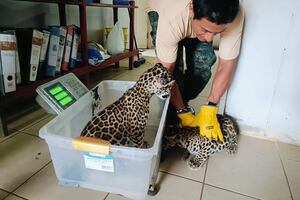 La reintroducción de los jaguares: ¿qué pasa con los animales que son rescatados del tráfico?