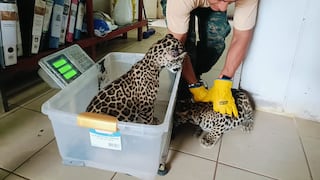 La reintroducción de los jaguares: ¿qué pasa con los animales que son rescatados del tráfico?