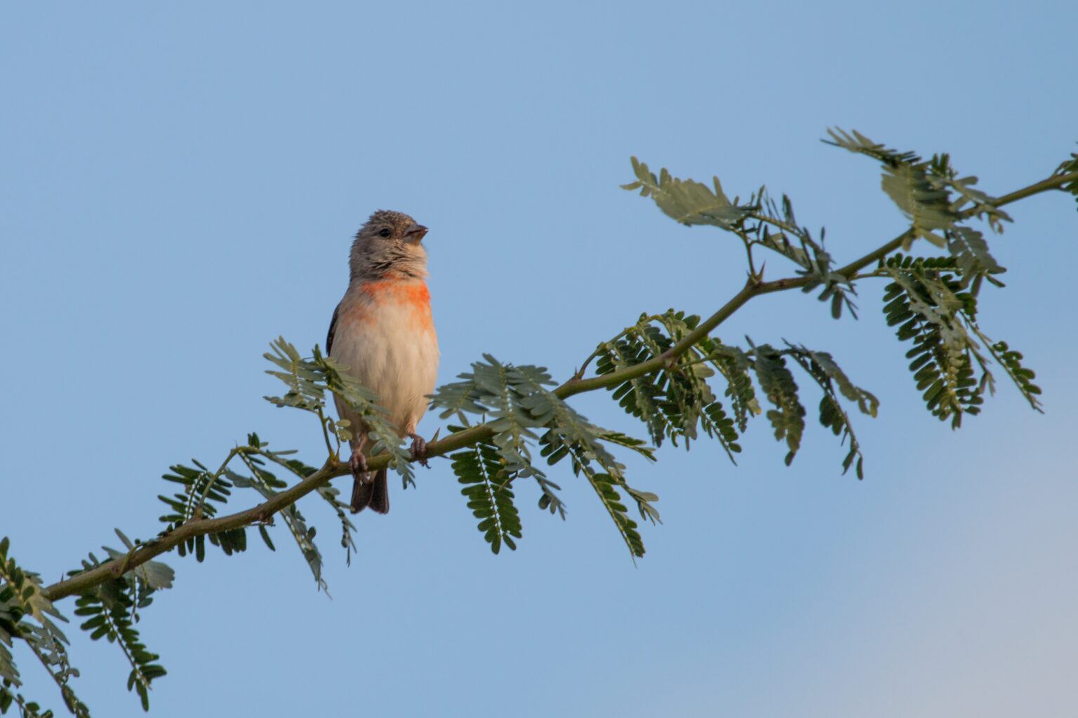 Hembra de cardenalito (Spinus cucullatus) fotografiada en vida silvestre. Foto: Jhonathan Miranda