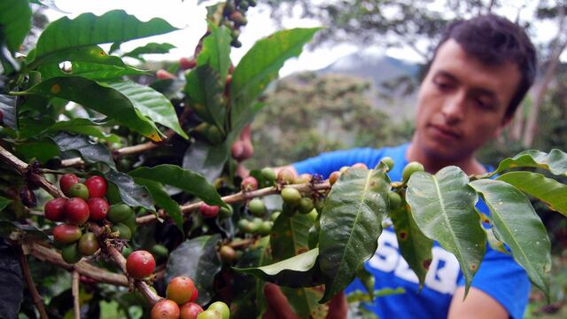 Exportaciones de frutas y hortalizas crecieron 26% entre enero y julio de este año