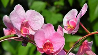 Primavera: seis flores que llenarán tu casa de alegría durante esta estación