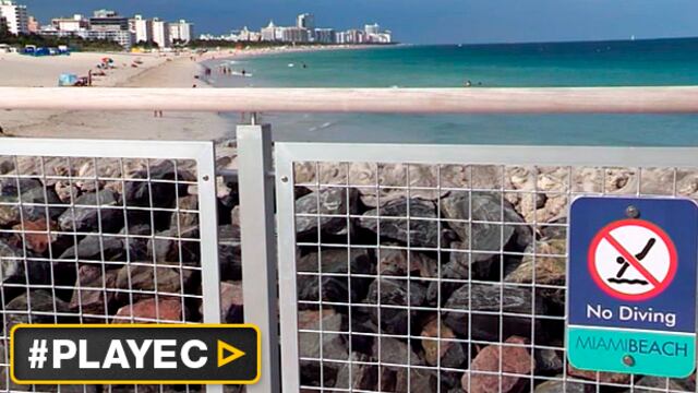 Migración de tiburones causa alarma en playas de Miami [VIDEO]