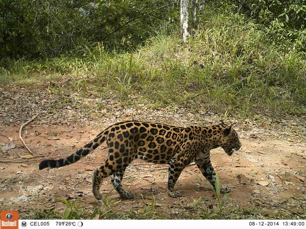 Jaguar captado en cámara trampa en Colombia. Foto: Cortesía ProCAT.