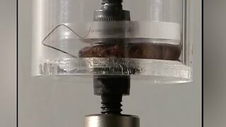 Mira cómo una cucaracha soporta presión de 900 veces su peso