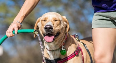 Los expertos en cuidado de mascotas coinciden sobre las actividades al aire libre: no basta con hidratarlos, hay que respetar sus tiempos de descanso